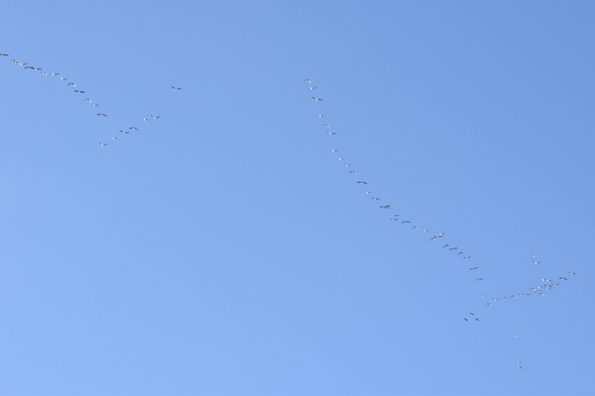 Long skeins of geese flying in V formations across a clear blue sky over Old Hunstanton.