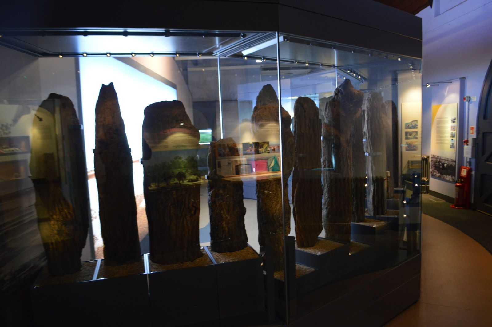 The preserved oak timbers of Seahenge displayed in a glass case in the gallery at Lynn Museum, King's Lynn.